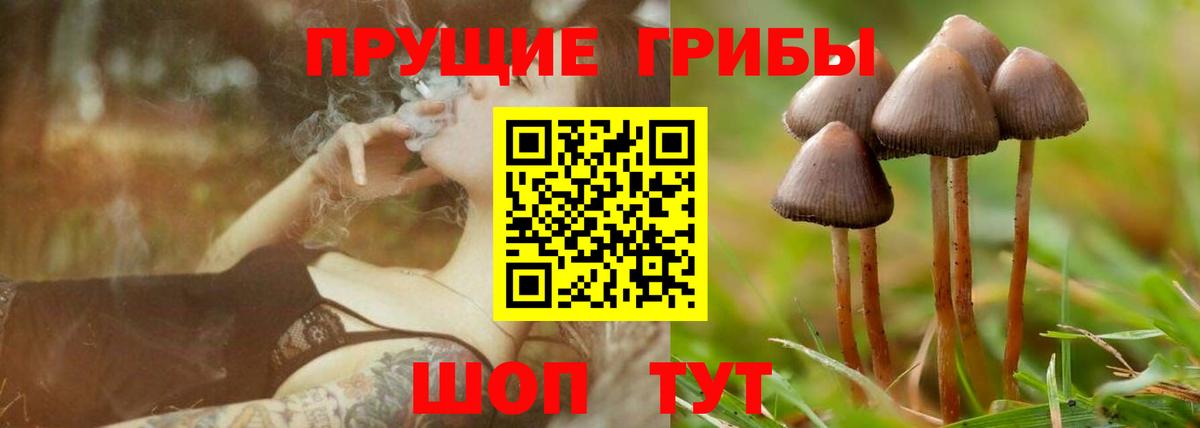 Псилоцибиновые грибы прущие грибы  Вход с VPN  Свободный  Псилоцибиновые грибы Cubensis 